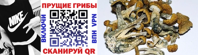 где купить наркоту  Алушта  OMG онион  дарк нет формула  Псилоцибиновые грибы ЛСД 